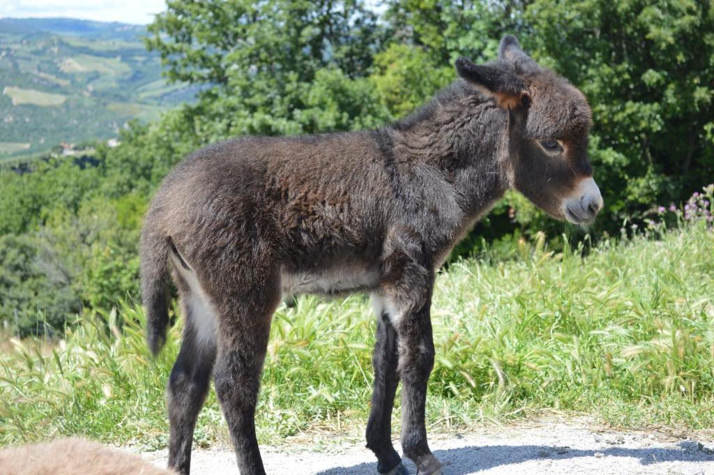 Bellavista Villa Seggiano Kültér fotó
